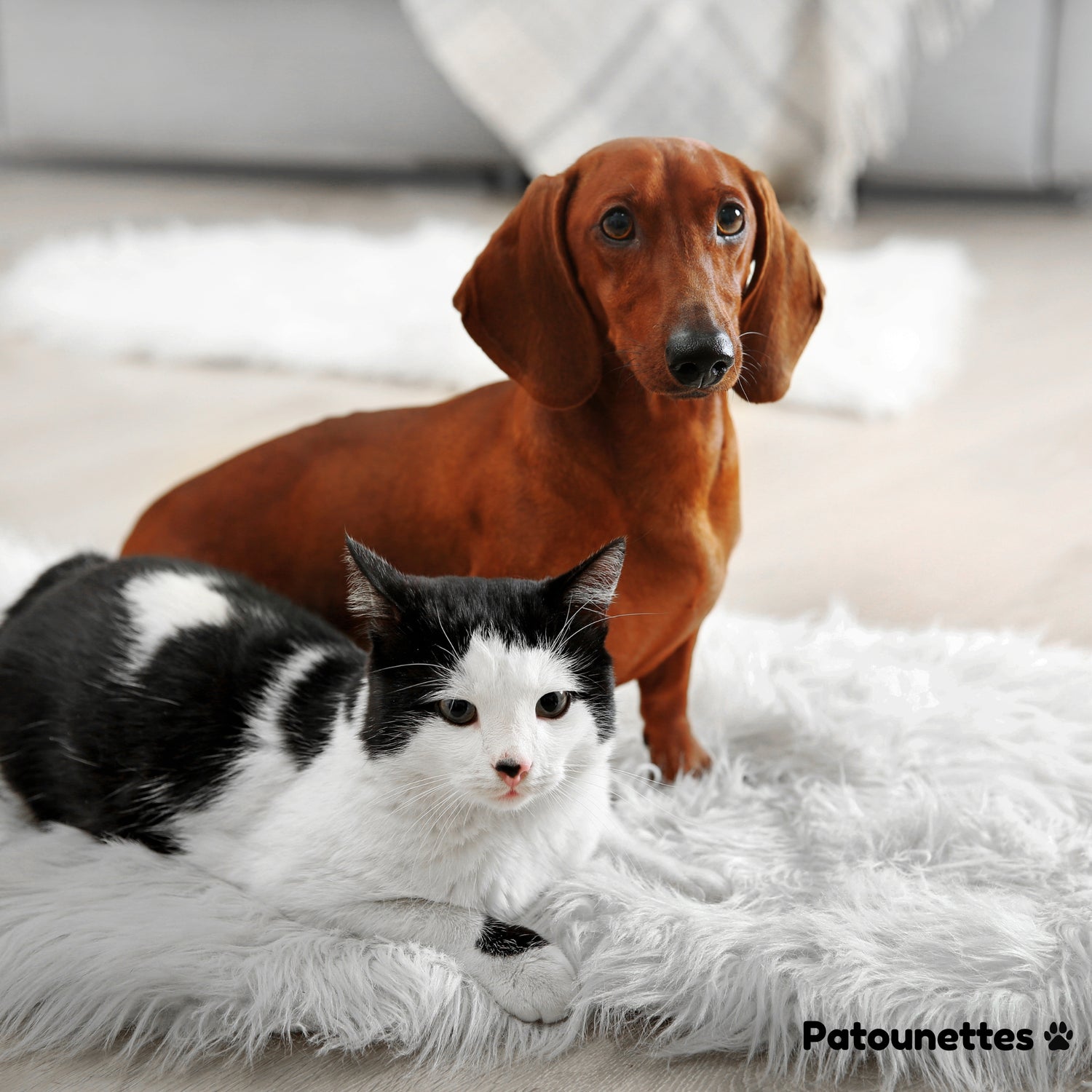 Anti-boredom solution for cats and dogs Patounettes