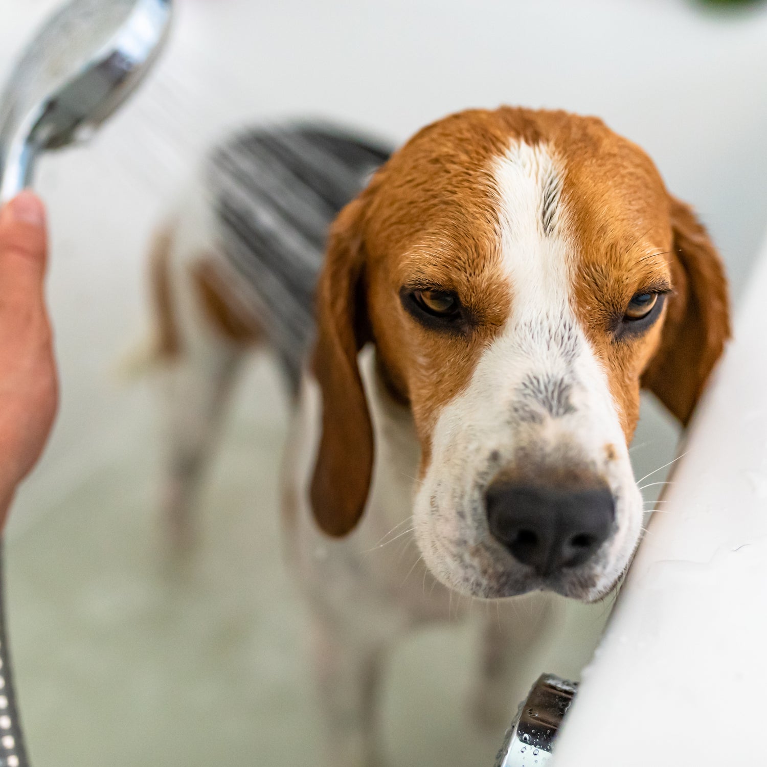Dog-stress-shower-how-to-reassure-wash-paws