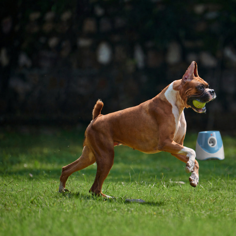 Dog_stimulation_toy_Coursidog_Paws