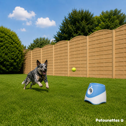Game to relieve your dog’s stress