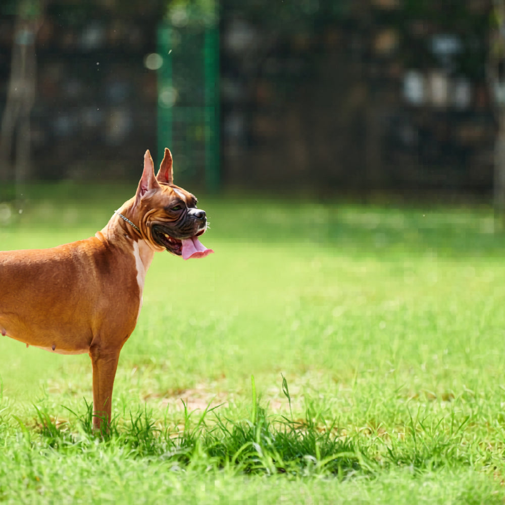Stimulate your dog with Coursidog by Patounettes