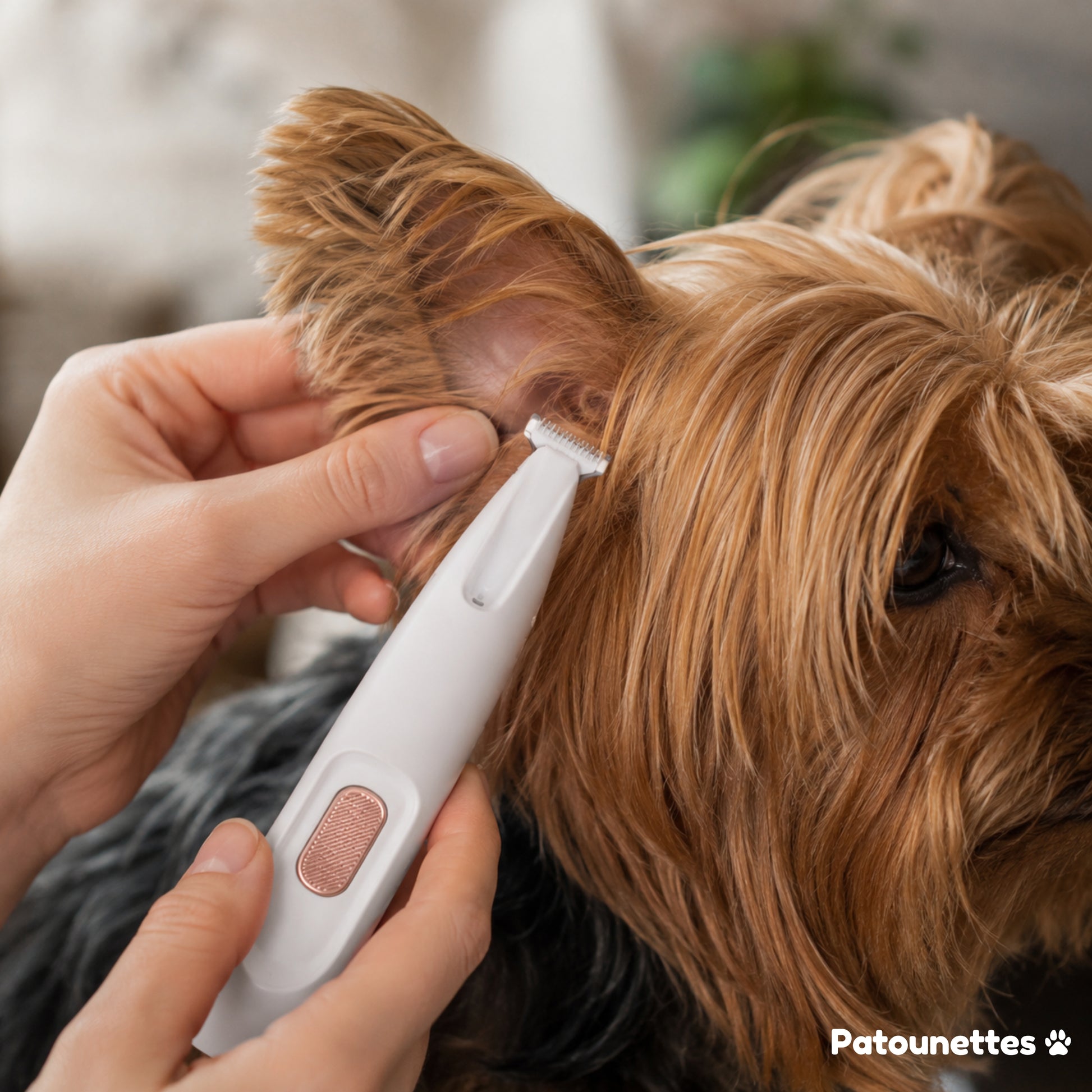 Trim the hair from your dog’s ears easily