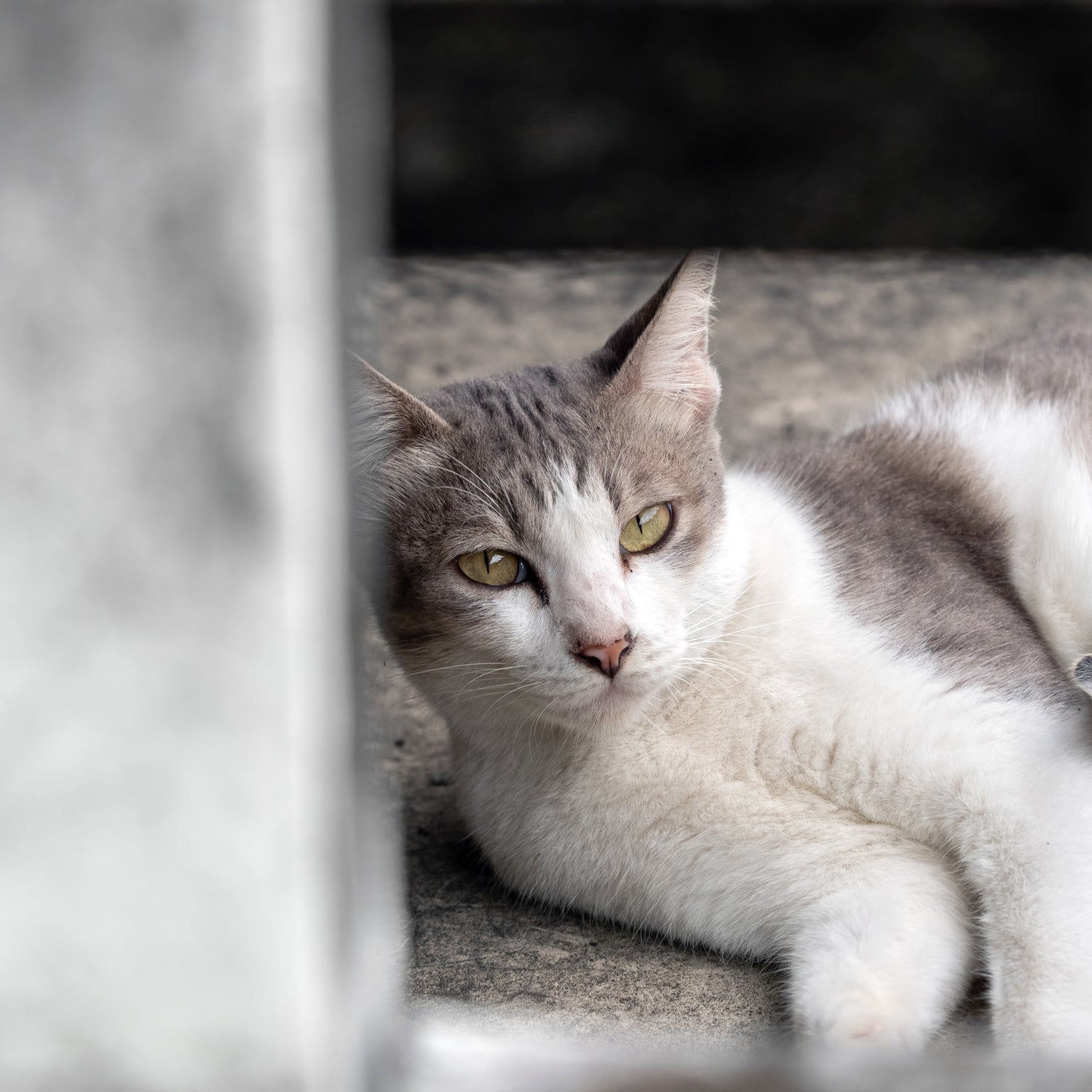 cat-boredom-stress-inactivity-patounettes