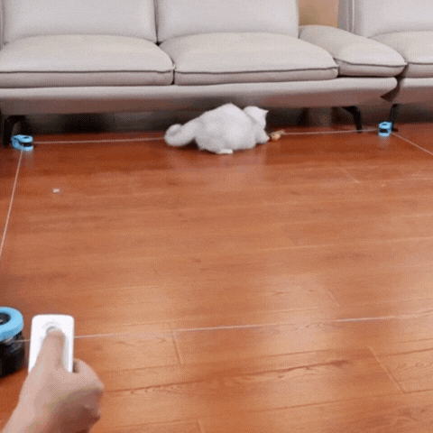 cat-toy-attention-capture-prey-paws.
