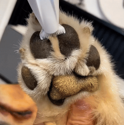 clippers-pads-dog-cat-petskline-paws.