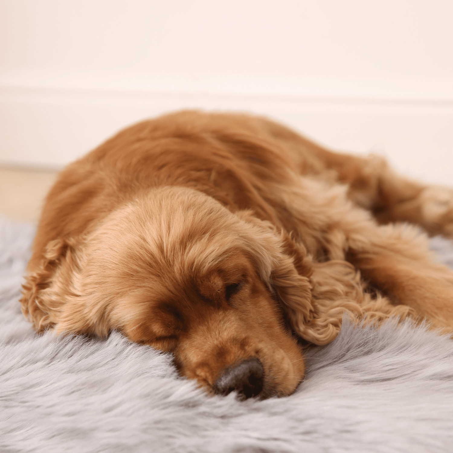 dog-need-physical-exercise-balance-paws