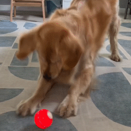 interactive ball-stimulation-dog